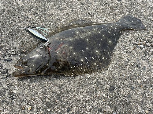 ソゲの釣果