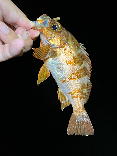 メバルの釣果