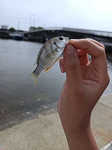 キビレの釣果