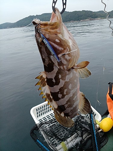 クエの釣果