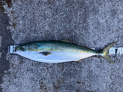 メジロの釣果