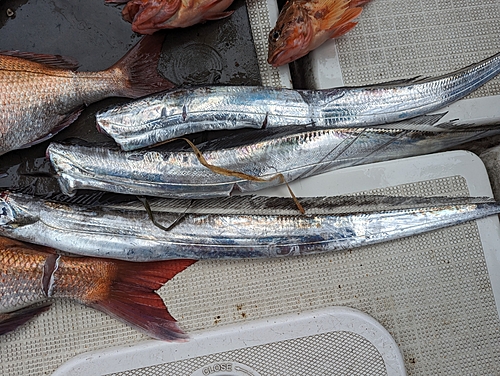 タチウオの釣果