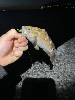 エゾメバルの釣果