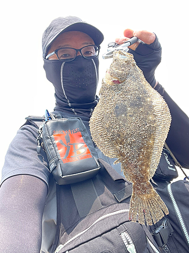 ヒラメの釣果