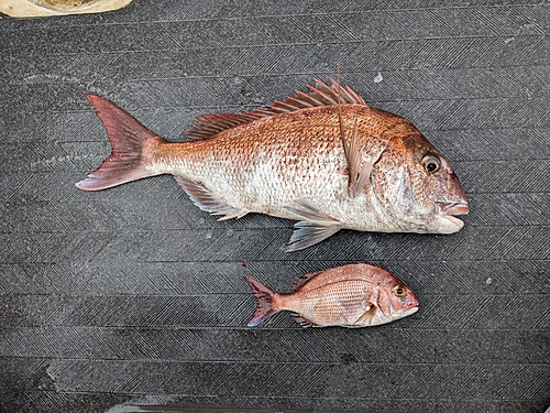 マダイの釣果