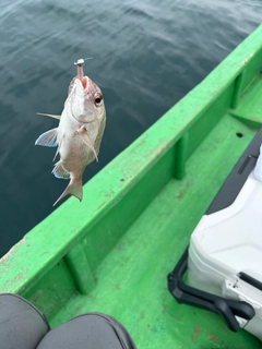 タイの釣果