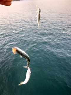 サバの釣果