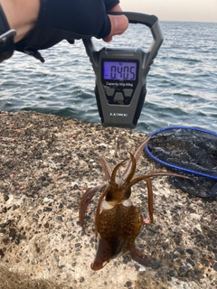 アオリイカの釣果