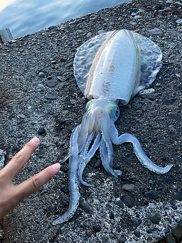 アオリイカの釣果