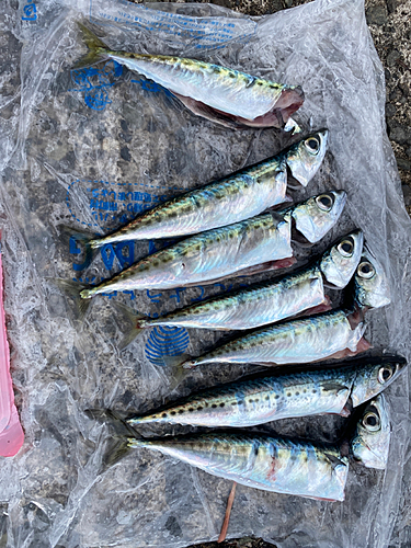 サバの釣果