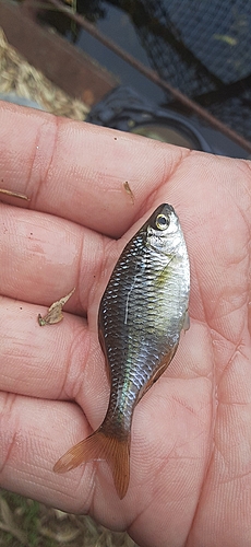 タイリクバラタナゴの釣果