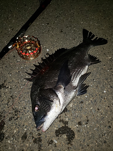 クロダイの釣果