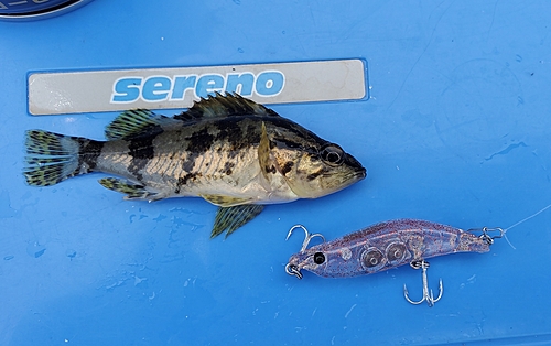 タケノコメバルの釣果