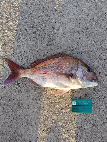 マダイの釣果