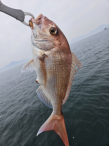 タイの釣果