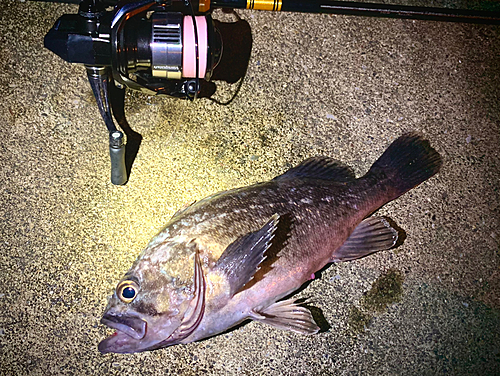 クロソイの釣果