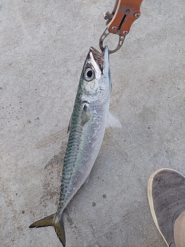 サバの釣果