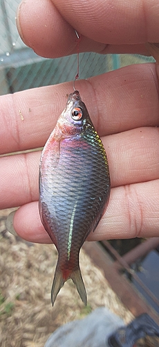 タイリクバラタナゴの釣果