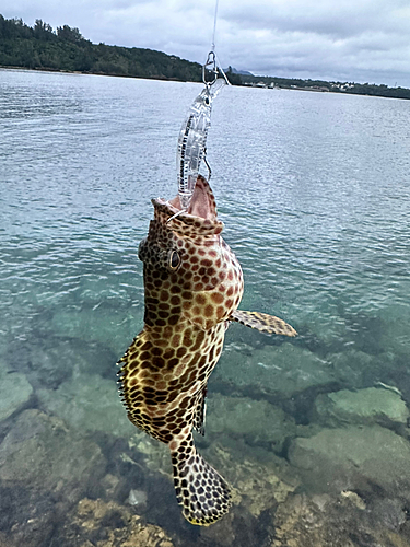 イシミーバイの釣果