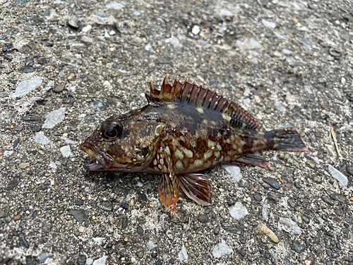 カサゴの釣果