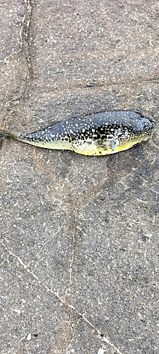 ショウサイフグの釣果