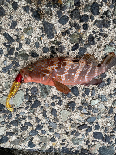 アコウの釣果