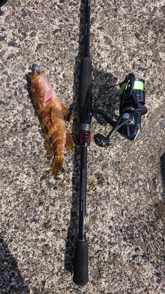 キジハタの釣果