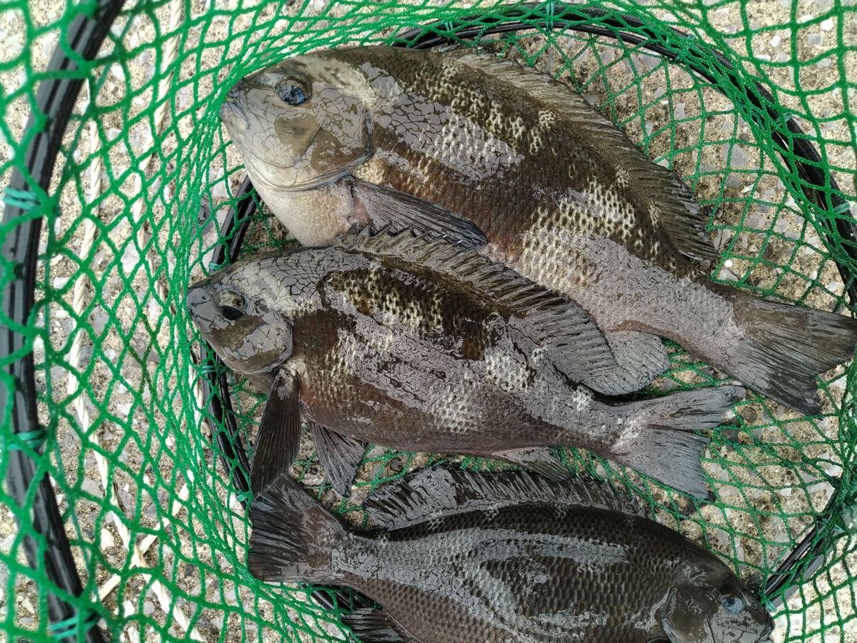 ひろじいさんの釣果 2枚目の画像