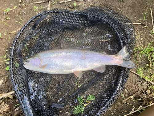 ニジマスの釣果