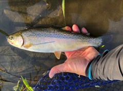 ニジマスの釣果