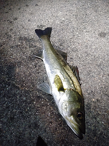 セイゴ（マルスズキ）の釣果