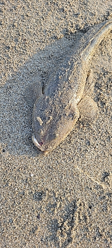 マゴチの釣果