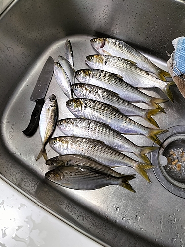 コノシロの釣果