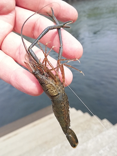 テナガエビの釣果