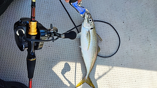 マアジの釣果