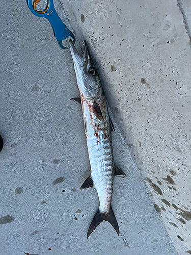 オニカマスの釣果