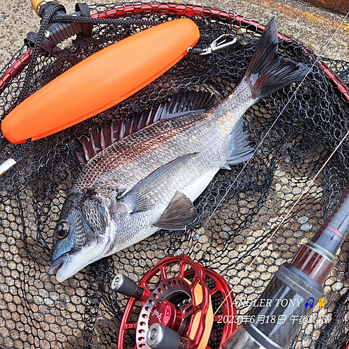 チヌの釣果