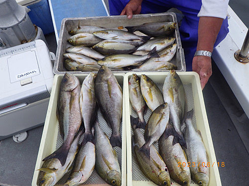 イサキの釣果