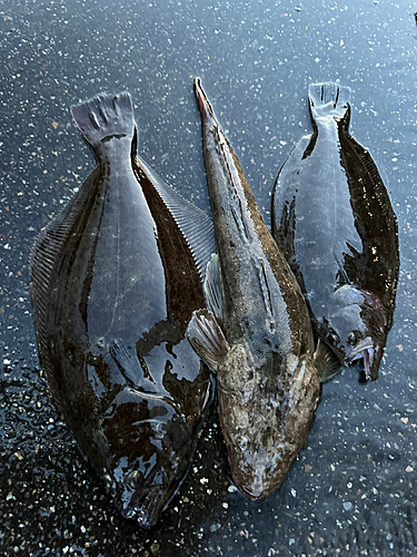 ヒラメの釣果