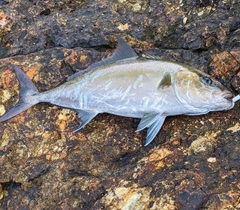 ヒレナガカンパチの釣果