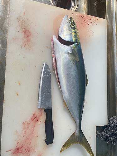 ハマチの釣果