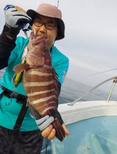 マハタの釣果