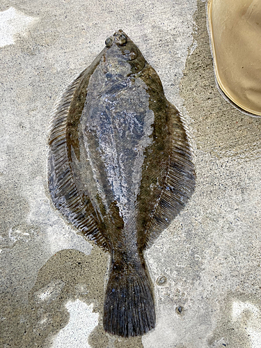 マコガレイの釣果