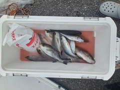 イサキの釣果