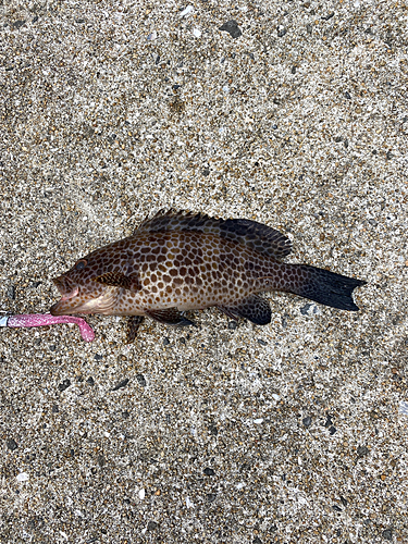 オオモンハタの釣果