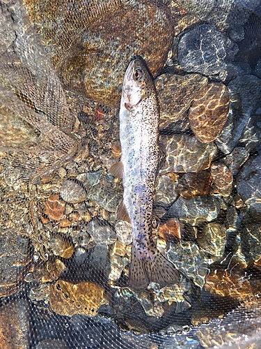 イワナの釣果