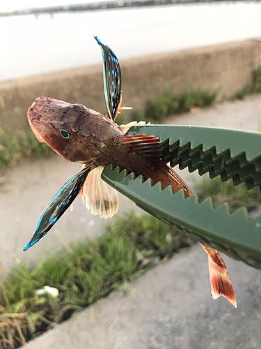 ホウボウの釣果