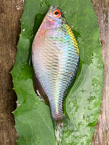 タイリクバラタナゴの釣果