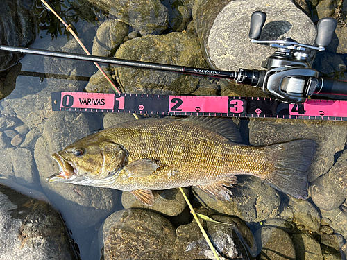 スモールマウスバスの釣果