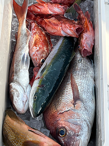 タイの釣果